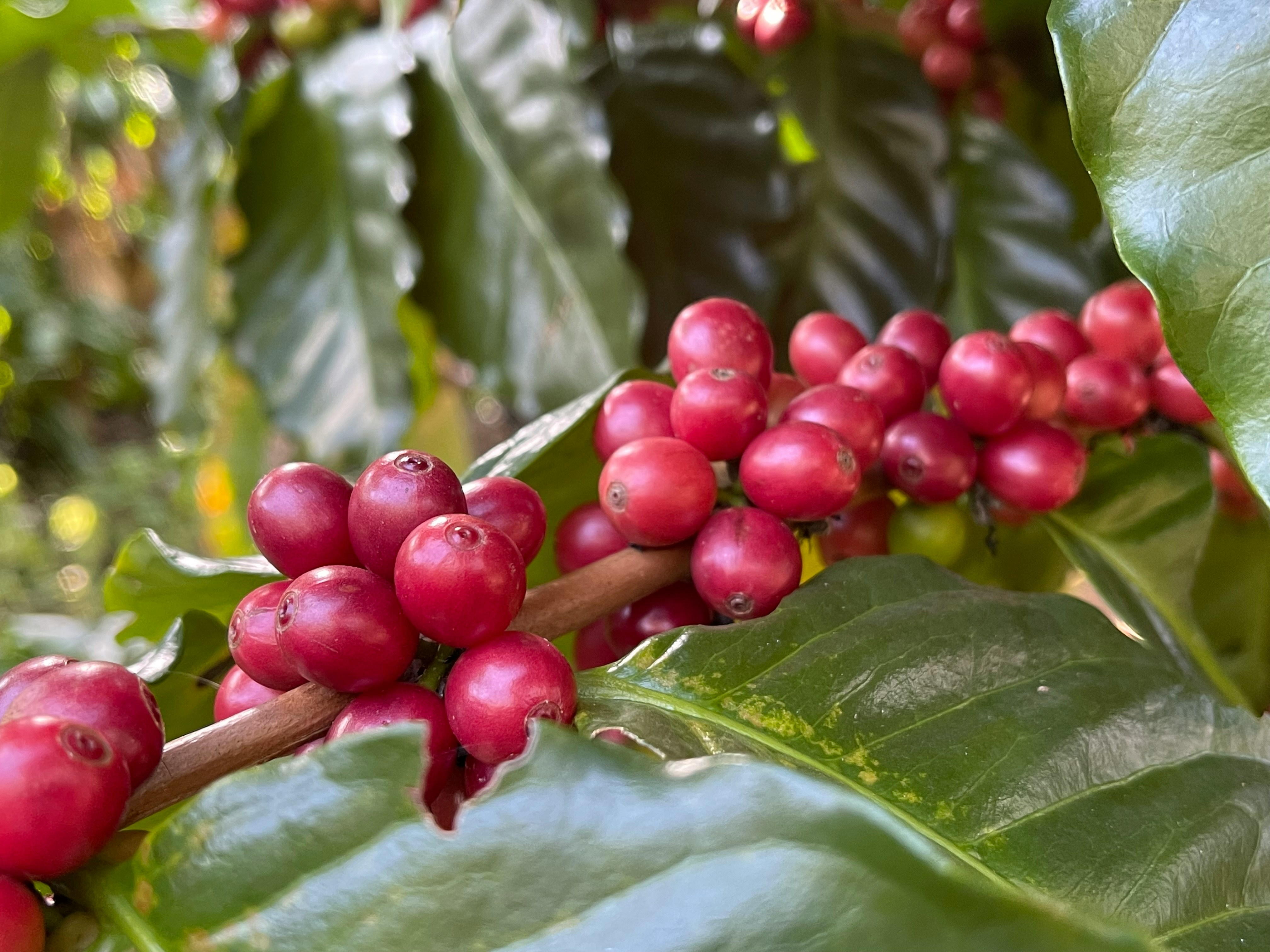 Green Coffee